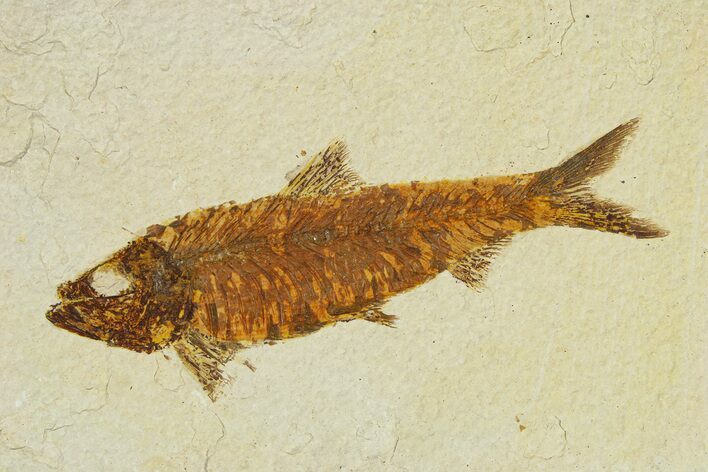 Fossil Fish (Knightia) - Wyoming #295698